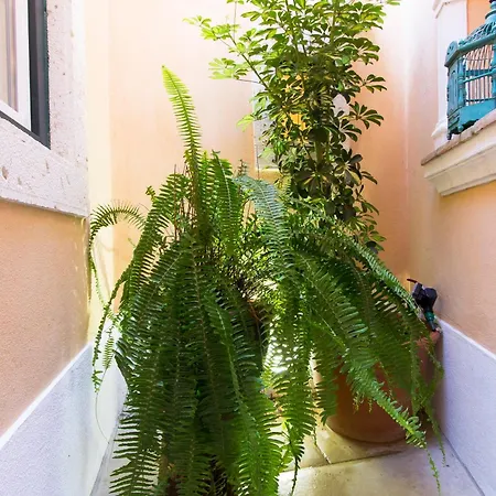 Domingues Lisbon